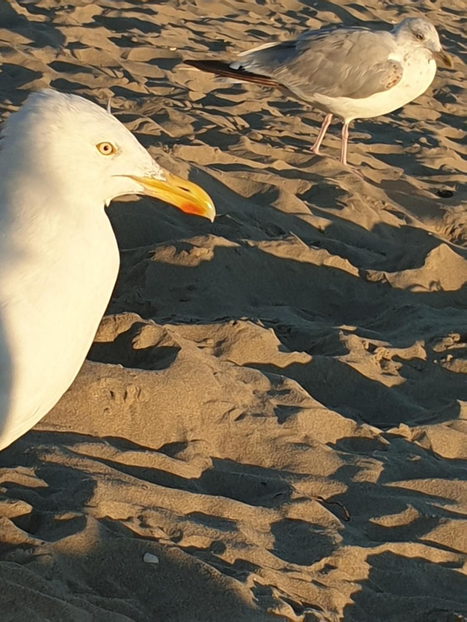 Rembrandts Beach View Zandvoort Bagian luar foto